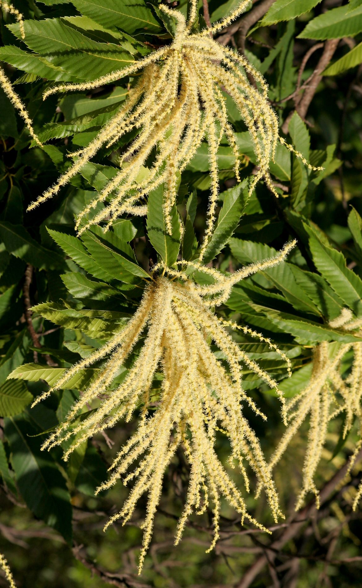 fleurs-de-châtaignier.jpg